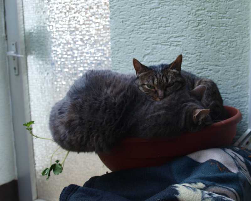 Klicke auf das Bild um es in Orginal-Gre zusehen.