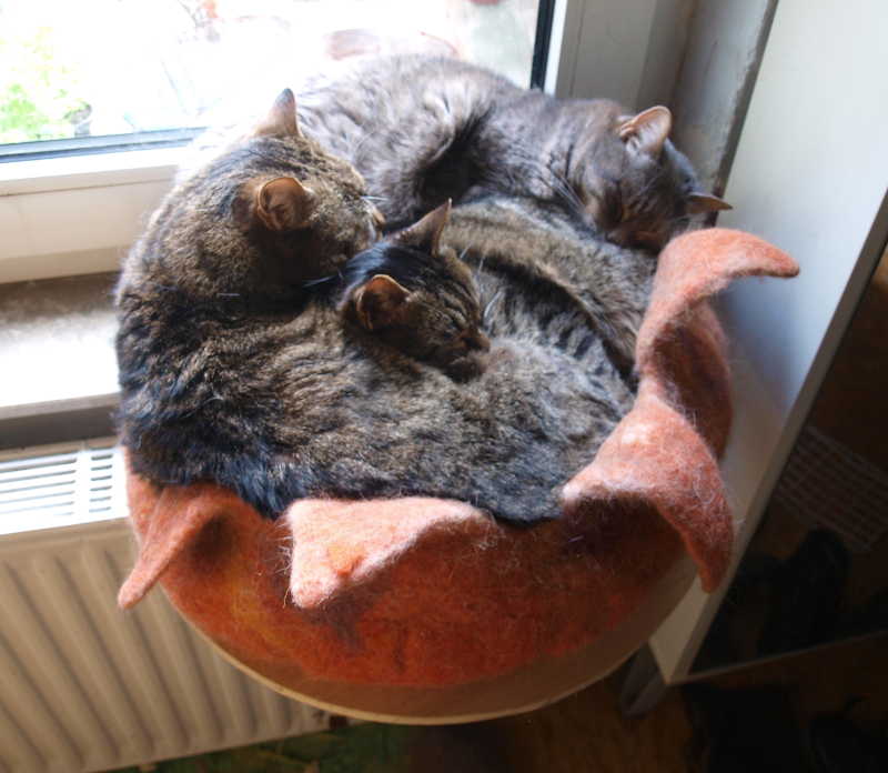 Klicke auf das Bild um es in Orginal-Gre zusehen.